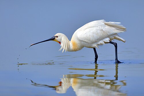 Löffler (Platalea leucorodia)