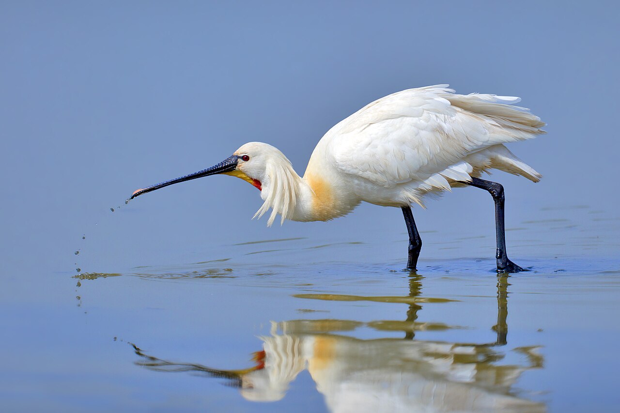 Lepelaar (Platalea leucorodia)