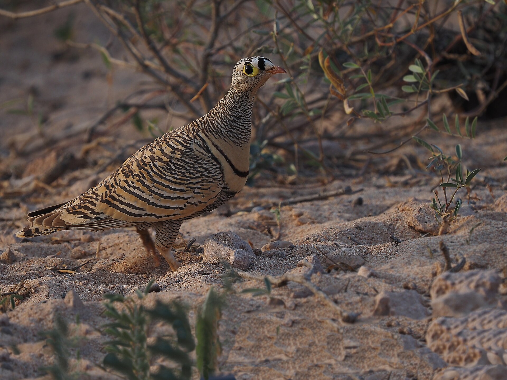 Lichtensteins zandhoen (Pterocles lichtensteinii)