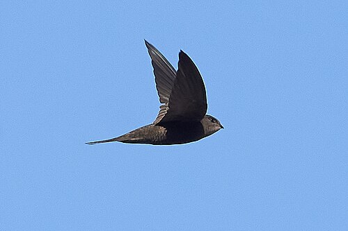 Einfarbsegler (Apus unicolor)