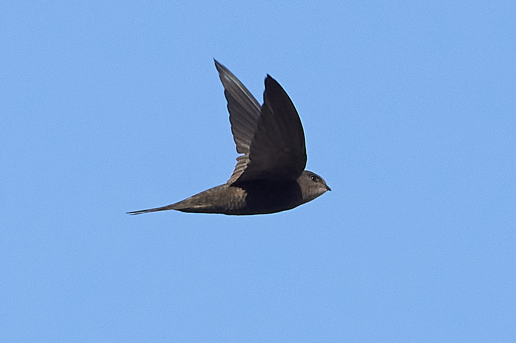 Madeiragierzwaluw (Apus unicolor)
