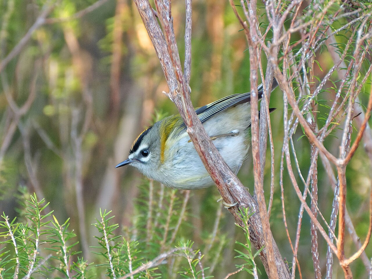Madeiragoudhaan (Regulus madeirensis)