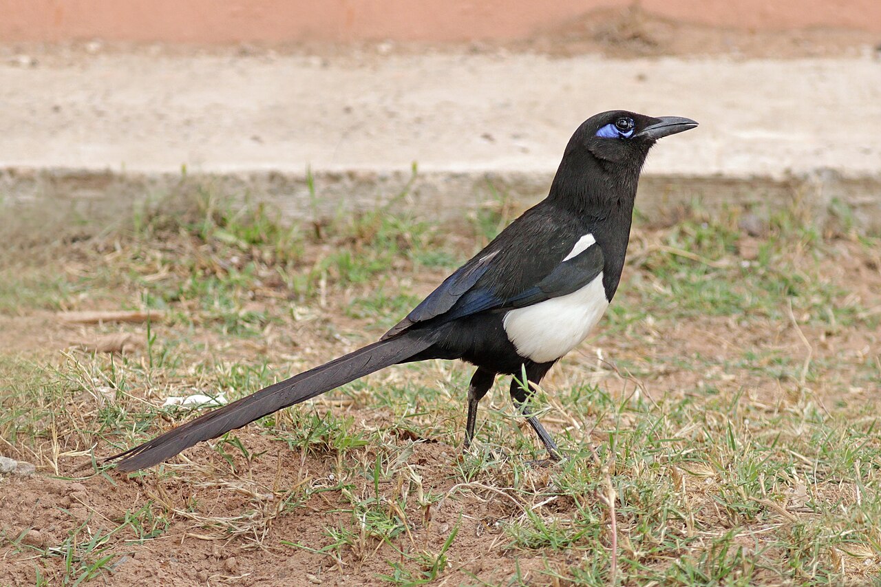 Maghrebekster (Pica mauritanica)