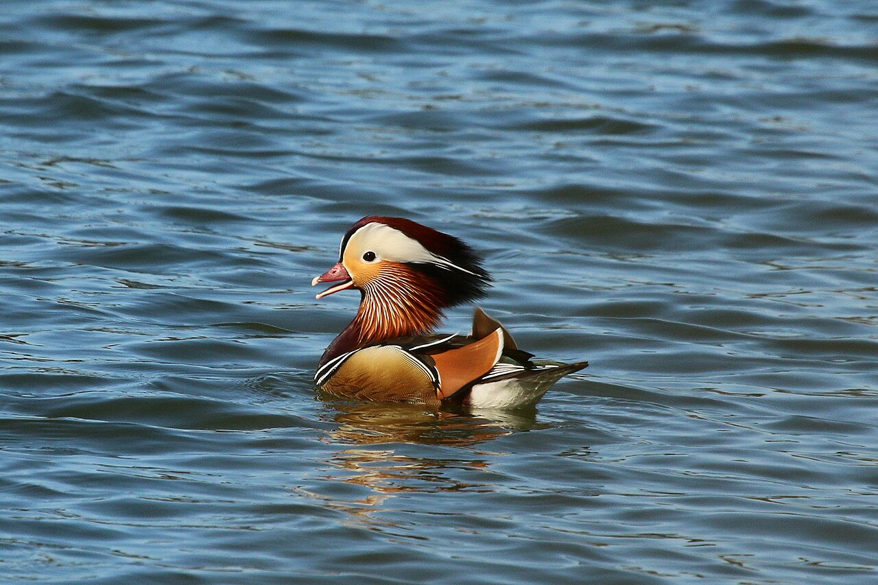 Mandarijneend (Aix galericulata)