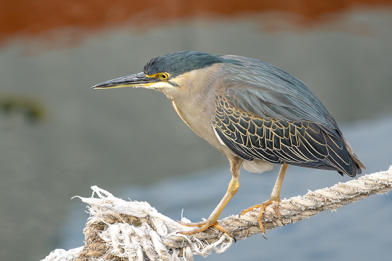 Mangrovereiger (Butorides striata)