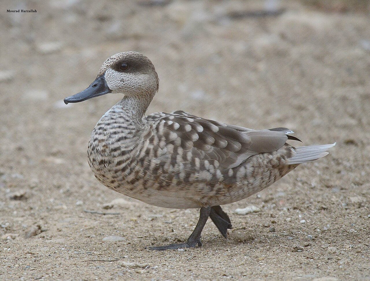 Marmereend (Marmaronetta angustirostris)