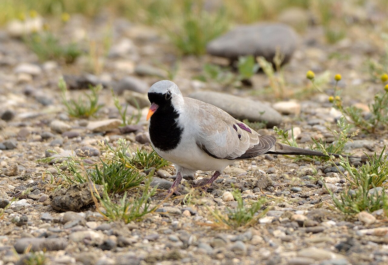 Maskerduif (Oena capensis)