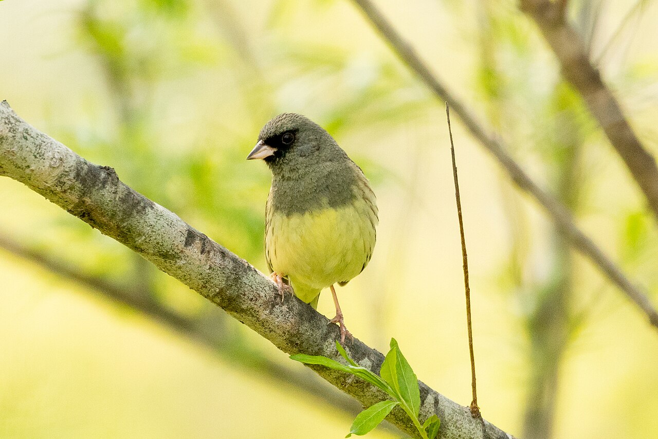 Maskergors (Emberiza spodocephala)
