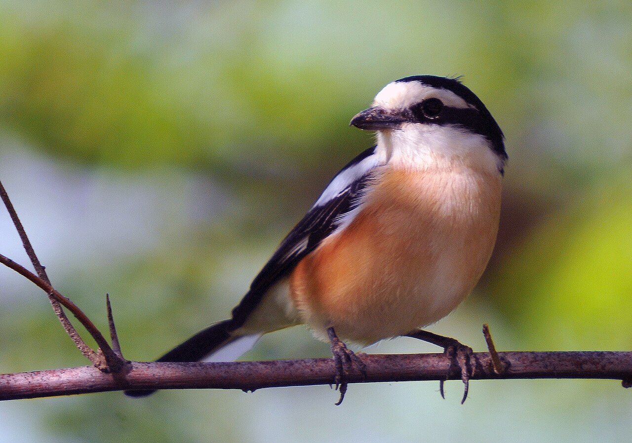 Maskerklauwier (Lanius nubicus)