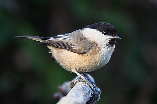 Weidenmeise (Poecile montanus)