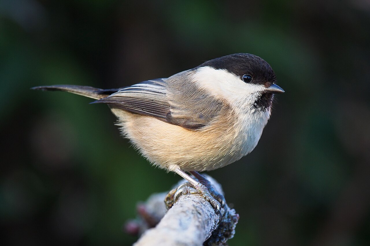 Matkop (Poecile montanus)