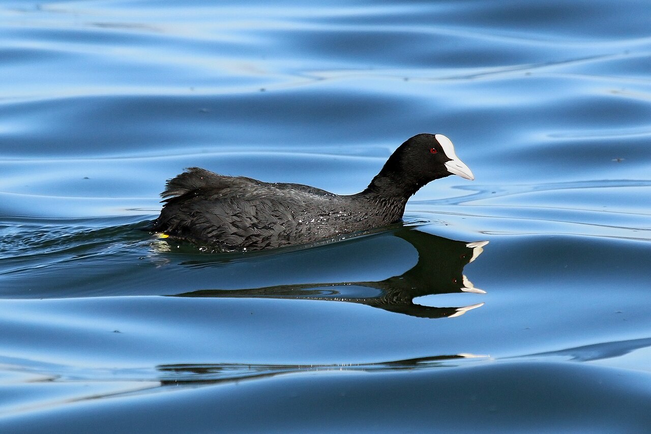 Meerkoet (Fulica atra)