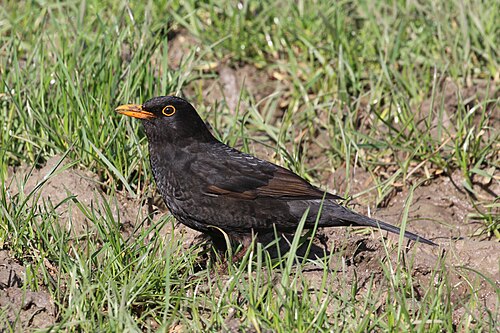 Amsel (Turdus merula)