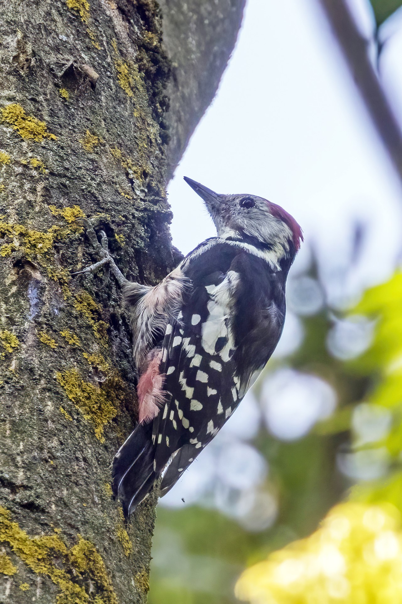 Middelste bonte specht (Dendrocoptes medius)