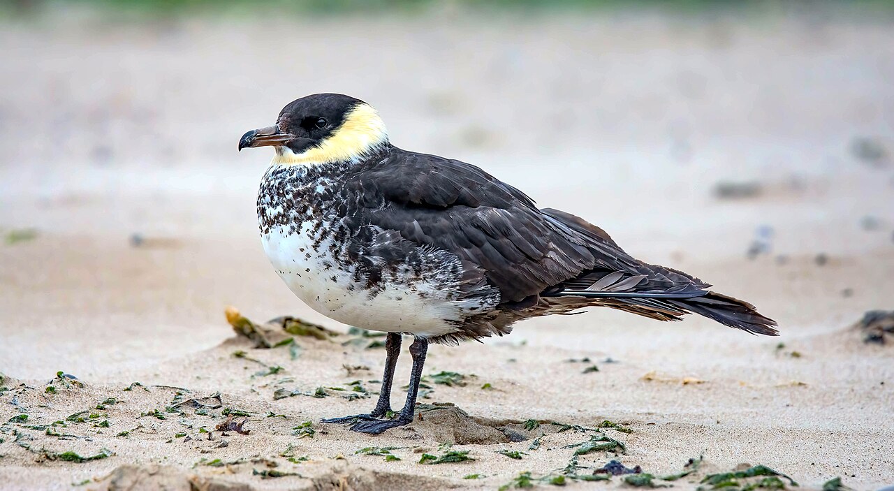 Middelste jager (Stercorarius pomarinus)