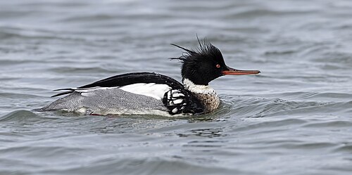 Mittelsäger (Mergus serrator)