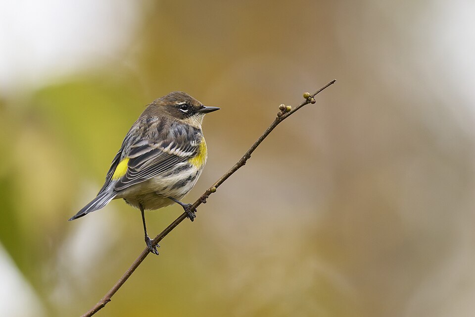 Mirtezanger (Setophaga coronata)