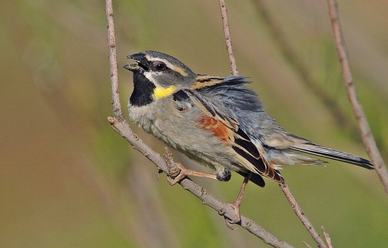 Moabmus (Passer moabiticus)