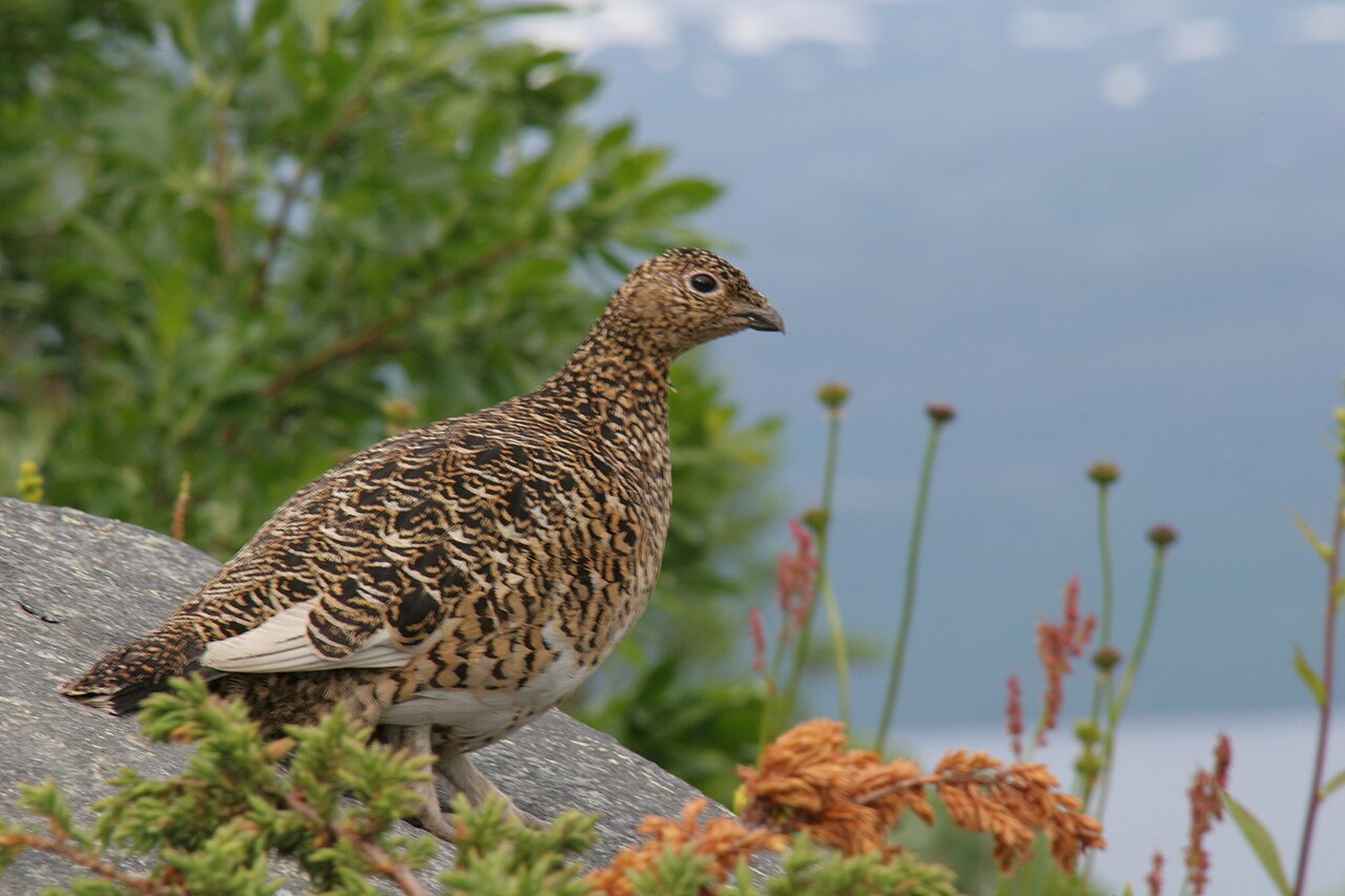 Moerassneeuwhoen (Lagopus lagopus)