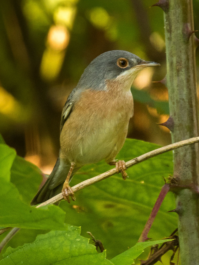 Moltoni's baardgrasmus (Curruca subalpina)