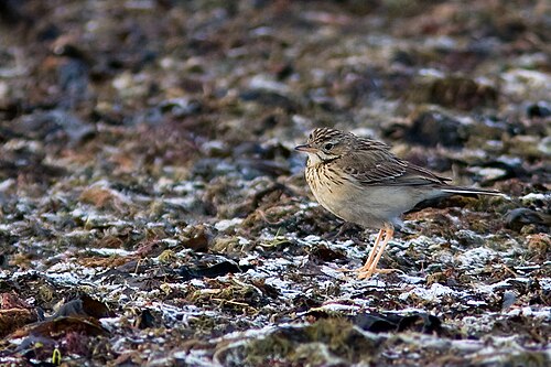 Steppenpieper (Anthus godlewskii)