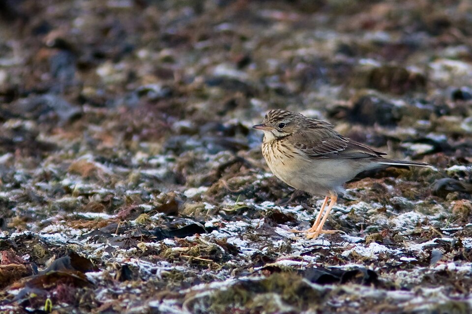 Mongoolse pieper (Anthus godlewskii)