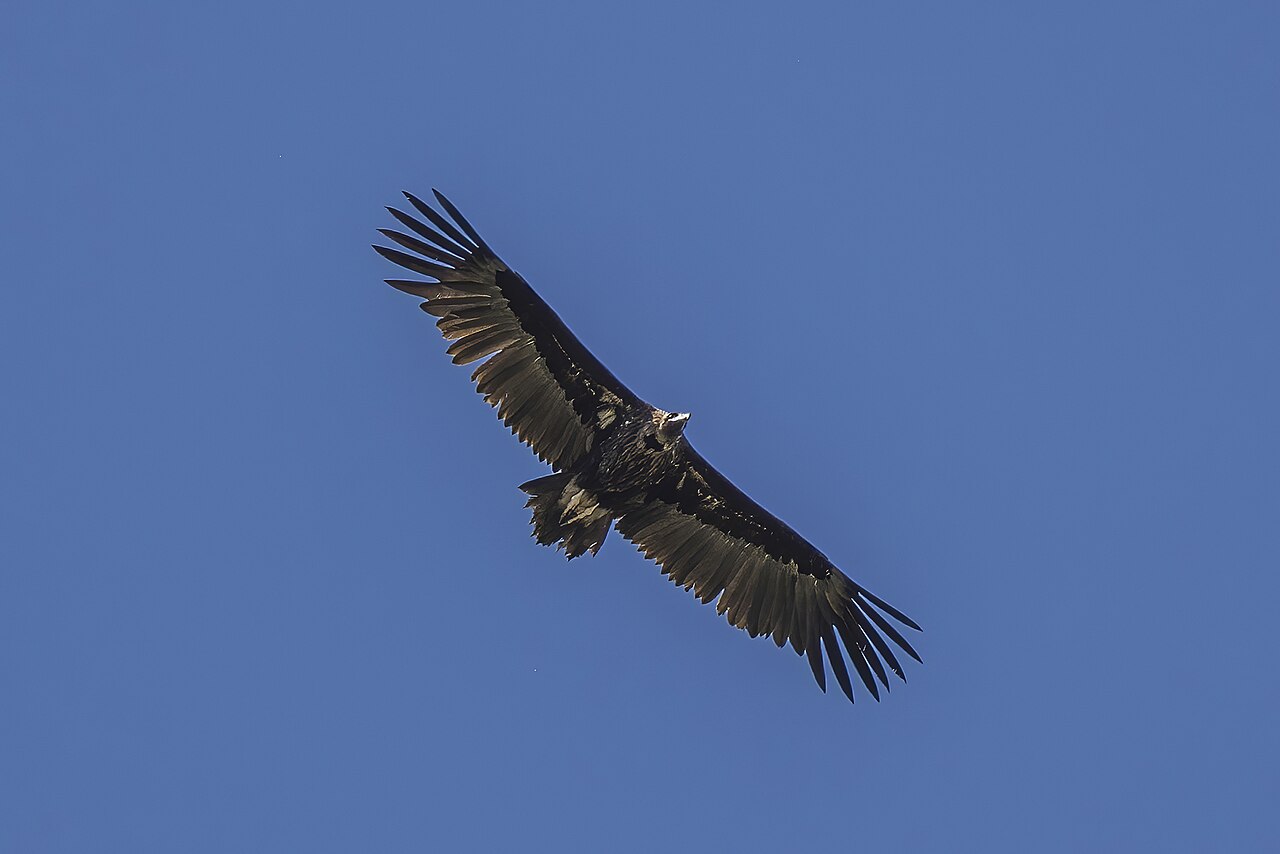 Monniksgier (Aegypius monachus)