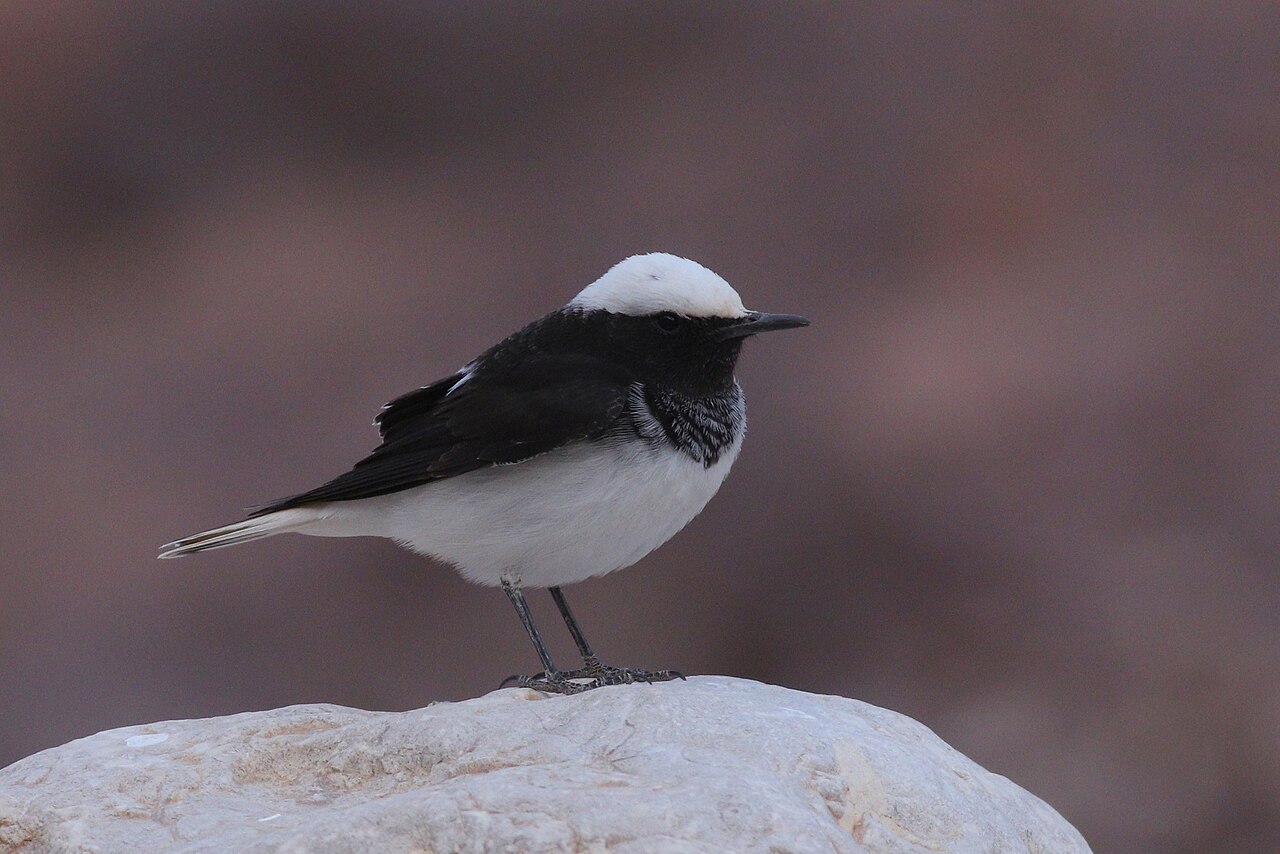 Monnikstapuit (Oenanthe monacha)