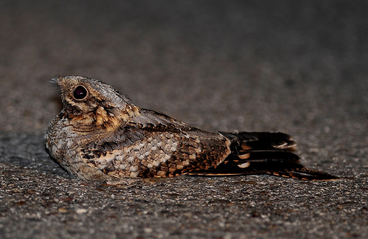 Moorse nachtzwaluw (Caprimulgus ruficollis)