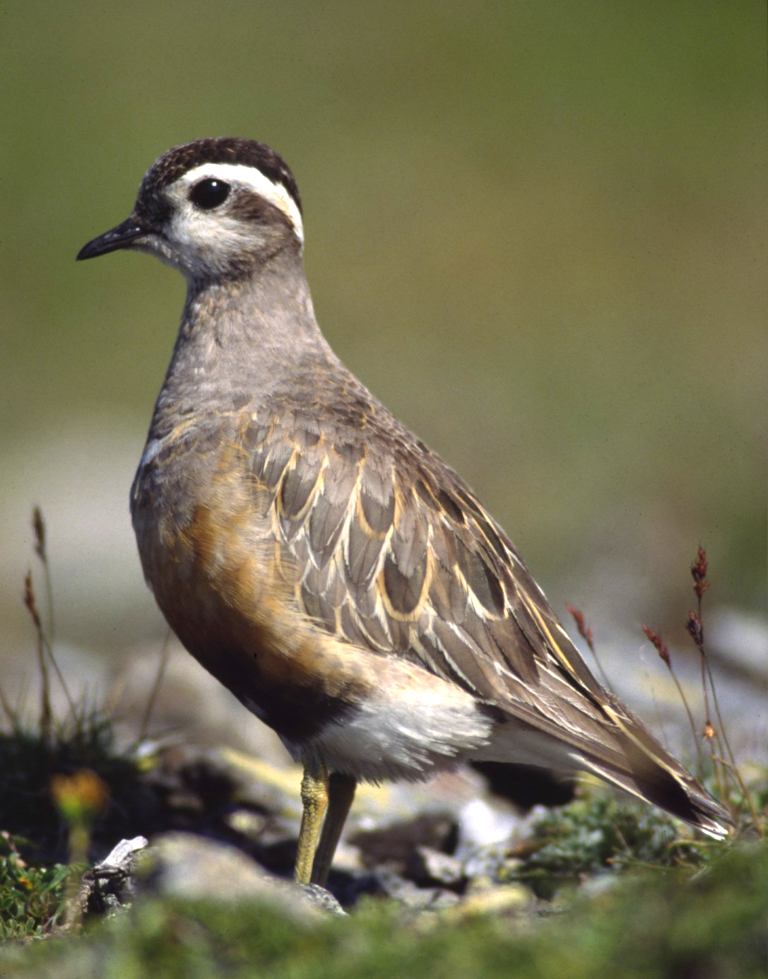 Morinelplevier (Eudromias morinellus)
