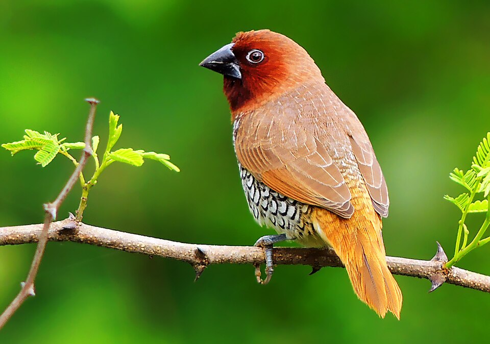 Muskaatvink (Lonchura punctulata)