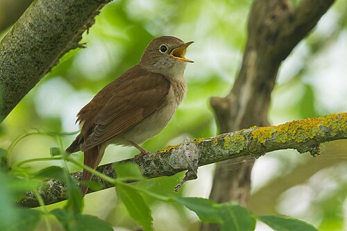 Nachtigall (Luscinia megarhynchos)