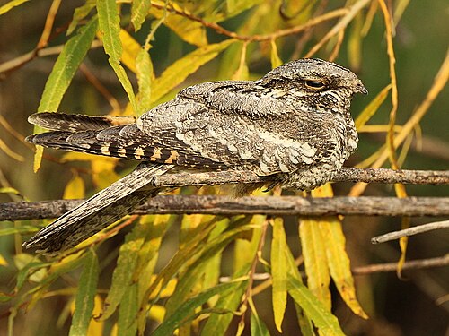 Ziegenmelker (Caprimulgus europaeus)