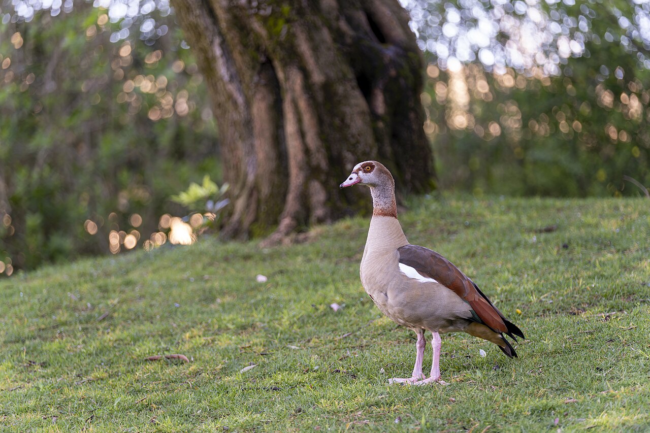 Nijlgans (Alopochen aegyptiaca)