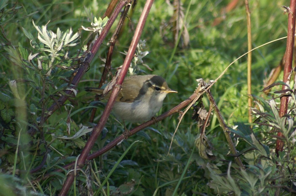 Noordse boszanger (Phylloscopus borealis)