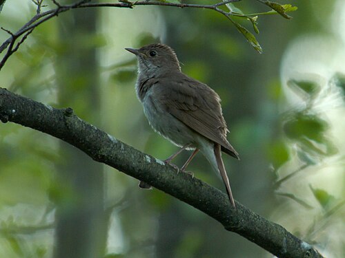 Sprosser (Luscinia luscinia)