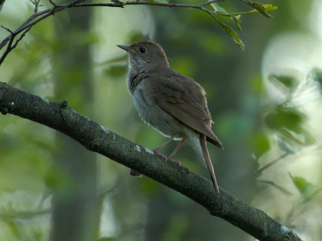 Noordse nachtegaal (Luscinia luscinia)