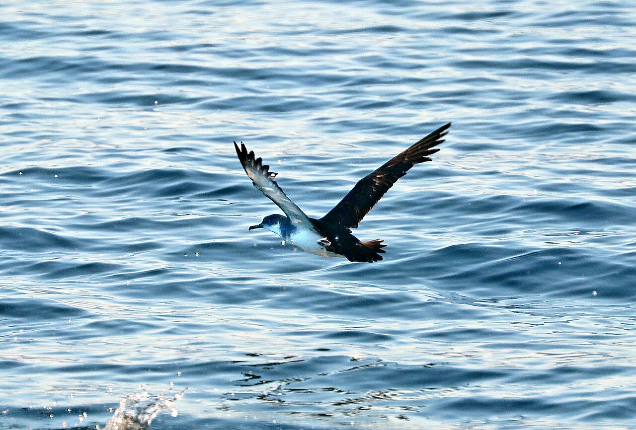 Noordse pijlstormvogel (Puffinus puffinus)