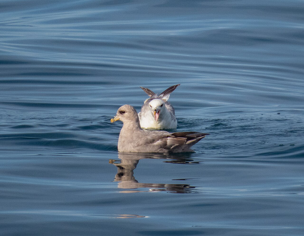 Fulmar boreal, forma oscura (delante) junto a una clara