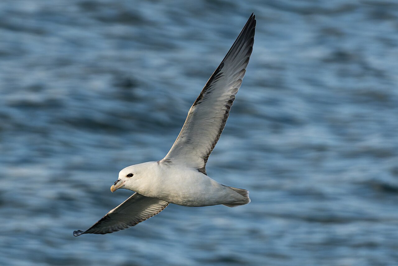 Noordse stormvogel (Fulmarus glacialis)