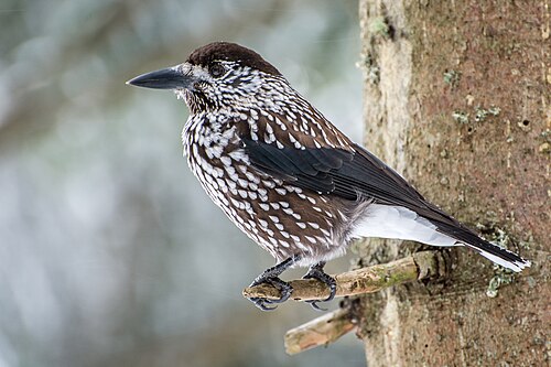 Tannenhäher (Nucifraga caryocatactes)