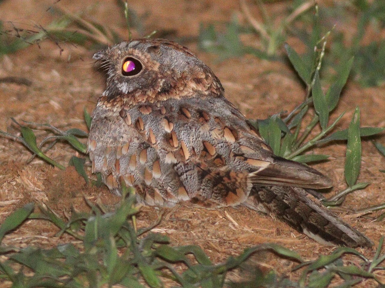 Nubische nachtzwaluw (Caprimulgus nubicus)