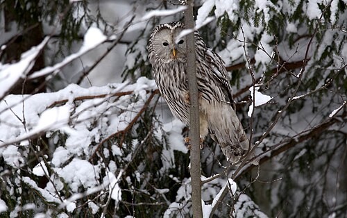 Habichtskauz (Strix uralensis)
