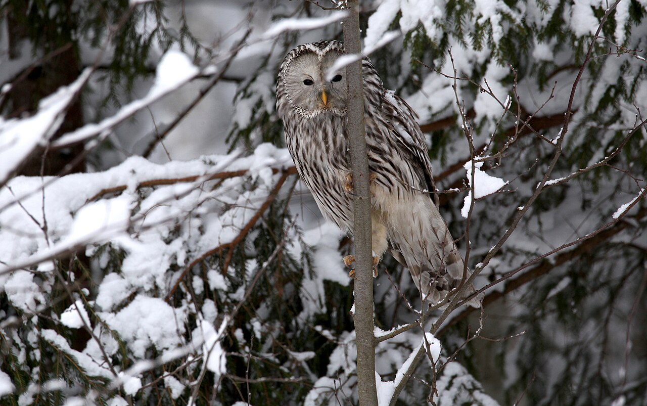 Oeraluil (Strix uralensis)