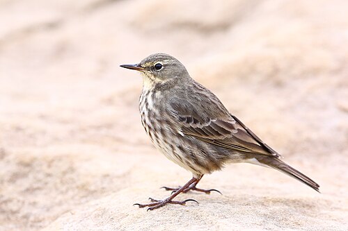Strandpieper (Anthus petrosus)