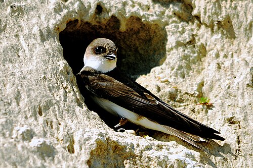 Uferschwalbe (Riparia riparia)