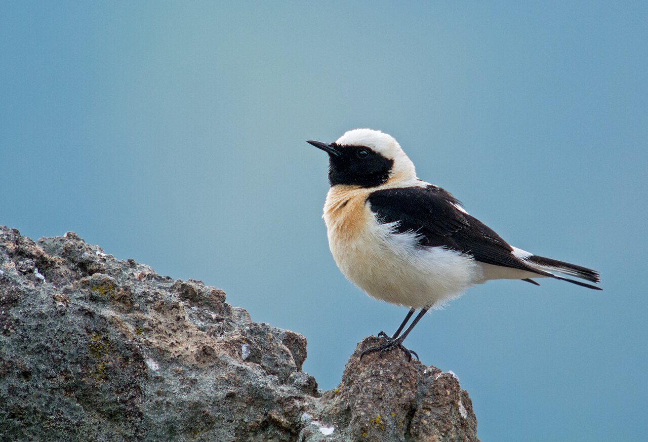 Oostelijke blonde tapuit (Oenanthe melanoleuca)