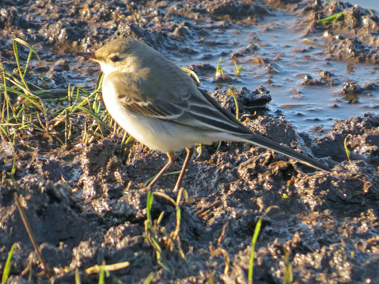 Oostelijke gele kwikstaart (Motacilla tschutschensis)