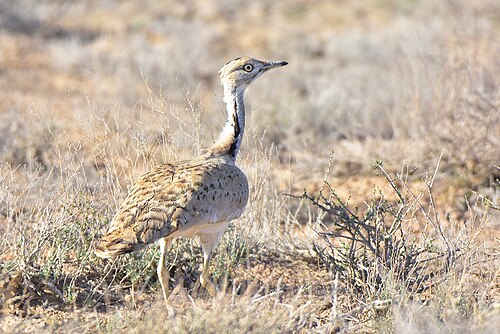 Steppenkragentrappe (Chlamydotis macqueenii)