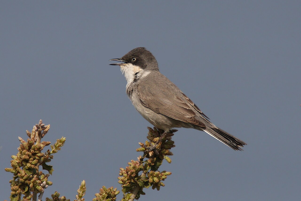 Oostelijke orpheusgrasmus (Curruca crassirostris)